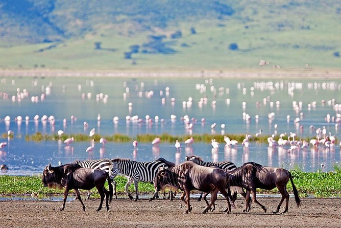 6 Days Serengeti Safari(hiking waterfalls &coffee tour) - Day 3 Serengeti Game Drives Toward the Rim: When the Plains Show Up Early