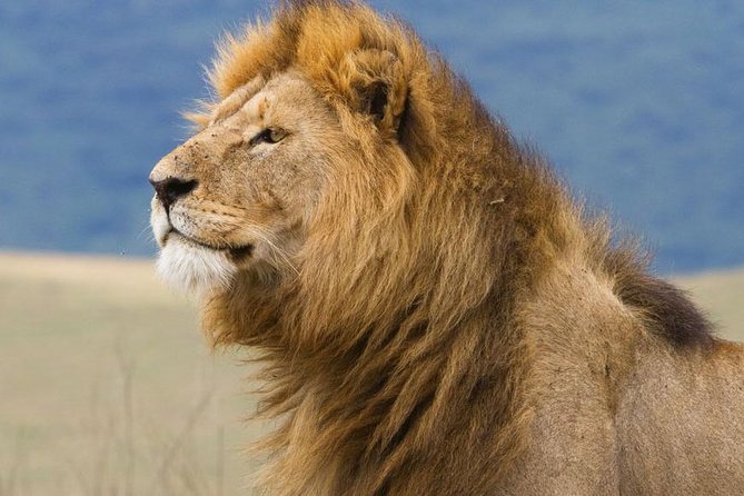 6 Days Serengeti Safari(hiking waterfalls &coffee tour) - Day 5 Lake Manyara: Flamingoes, Hippos, Hot Springs, and Rare Tree-Climbing Lions