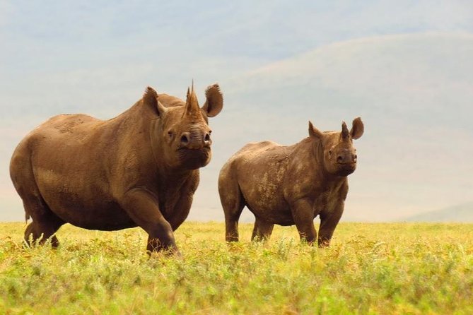 6 Days Serengeti Safari(hiking waterfalls &coffee tour) - Food, Camping, and Comfort: What Included Looks Like