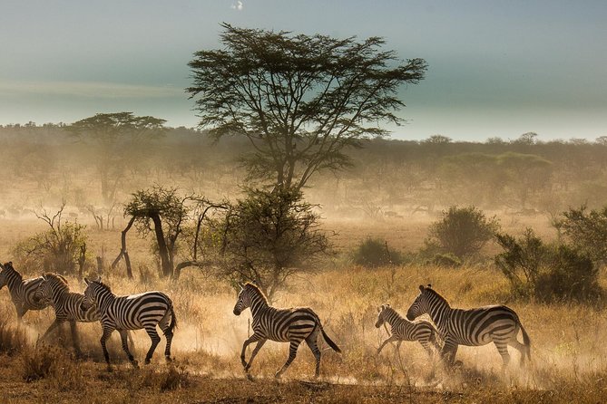 6 Days Tanzania Budget Camping Safari - Tanzania budget safari value: what you’re actually paying for