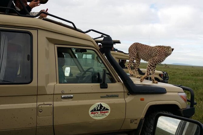 6 Days Tanzania Budget Camping Safari - Serengeti days 2 and 3: following migration timing without overpromising