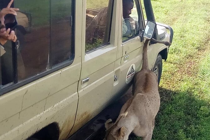 6 Days Tanzania Budget Camping Safari - Ngorongoro crater floor and Mto wa Mbu culture on day 5