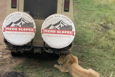 6 Days Tanzania Budget Camping Safari with Migration - Day 2 and Day 3 in Serengeti: the migration chase and how the driver thinks