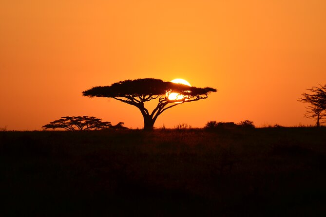 6 days Tanzania budget safari - Days 3 and 4: long Serengeti drives and the rhythm of exits