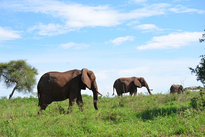 6 days Tanzania budget safari - Day 5 in Ngorongoro: searching for black rhinos
