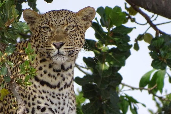 6 Days Tanzania Classic Safari - Tarangire National Park: Baobabs, Elephants, and a River Picnic