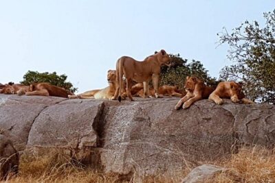 6 Days Tanzania Classic Safari - Day 1 in Arusha: Arrival, Dinner, and a Real Briefing