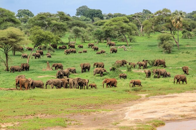 6 Days Tanzania Classic Safari - Ngorongoro Crater: The 600-Metre Descent for Black Rhinos and Flamingos