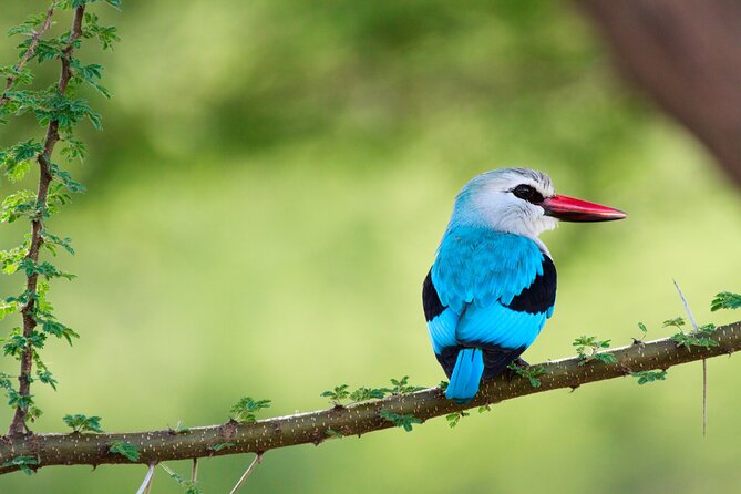 6 Days Tanzania Classic Safari - Lake Manyara National Park: Flamingos, Baboons, and Rare Tree-Climbing Lions