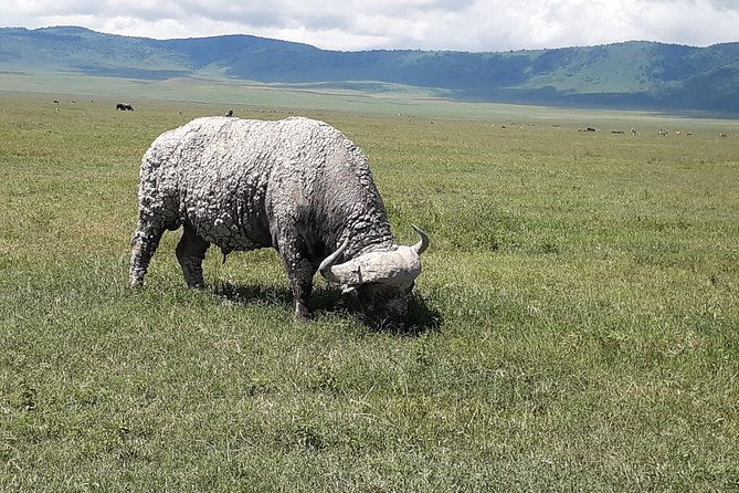 6 Days Tanzania Classic Safari - Price and Value: What $4,297 Really Buys You