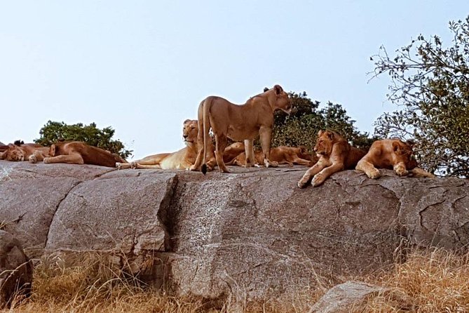 6 Days Tanzania Classic Safari - Day 1 in Arusha: Arrival, Dinner, and a Real Briefing