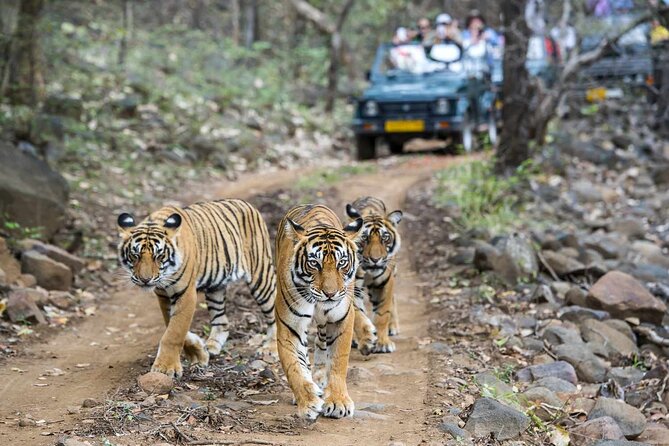 7-Day Golden Triangle Tour with Ranthambore Tiger Safari - Hotels, Vehicle, and Comfort: Budget Value With a Realistic Note