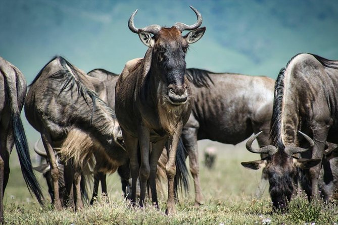 7 Day Maasai Mara, Lake Nakuru, Lake Naivasha and Amboseli Safari - Lake Nakuru: White Rhinos, Flamingo Possibilities, and a Wildlife-First Morning