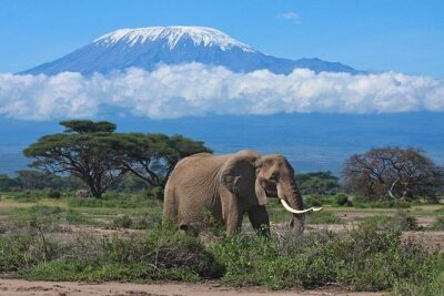 7 Day Maasai Mara, Lake Nakuru, Lake Naivasha and Amboseli Safari - Maasai Mara: Full-Day Wildlife Drives and the Mara River