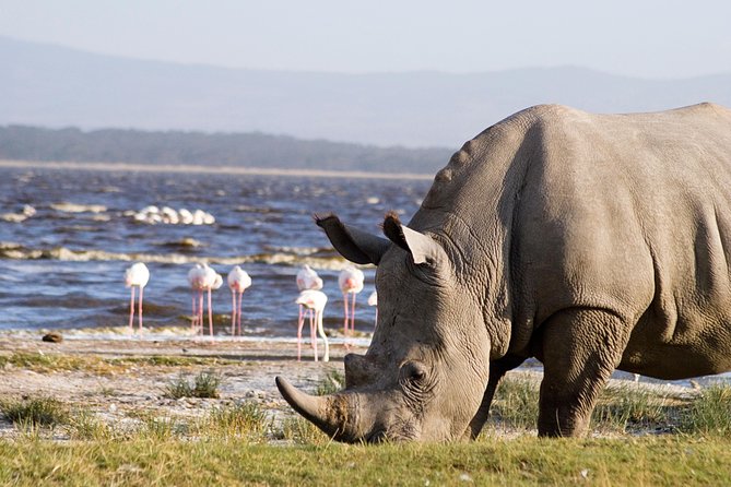 7 Day Maasai Mara, Lake Nakuru, Lake Naivasha and Amboseli Safari - Day 7: Morning Kilimanjaro Views and the Road Back to Nairobi