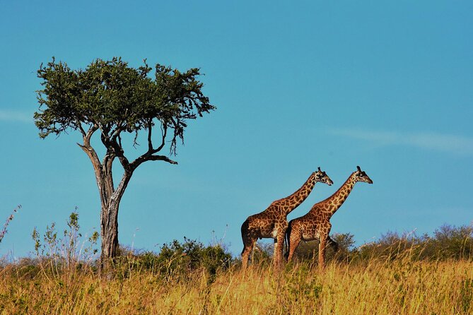 7-Day Magical Tanzania Safari -Premium High End Package - Luxury Safari From Moshi: What This 7-Day Plan Really Delivers
