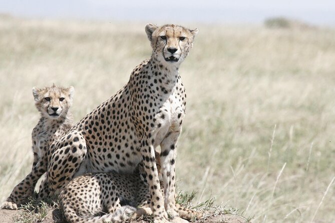 7-Day Magical Tanzania Safari -Premium High End Package - Tarangire National Park: Walking Safari With an Armed Ranger