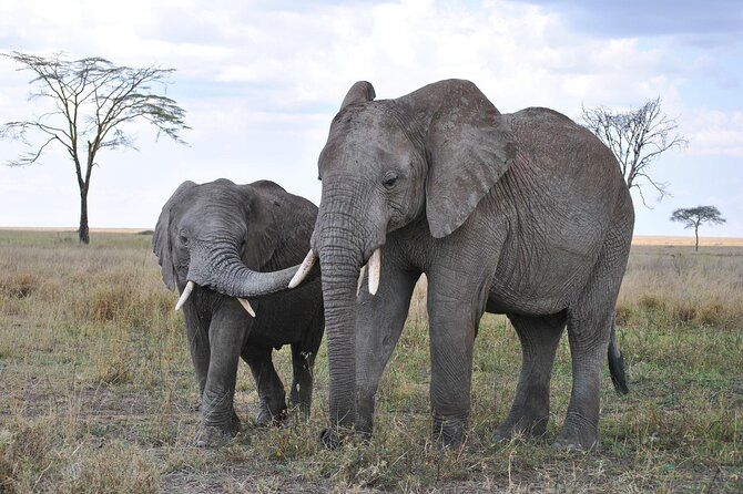 7-Day Magical Tanzania Safari -Premium High End Package - Serengeti: Migration Country Plus a Balloon Morning You Can’t Ignore