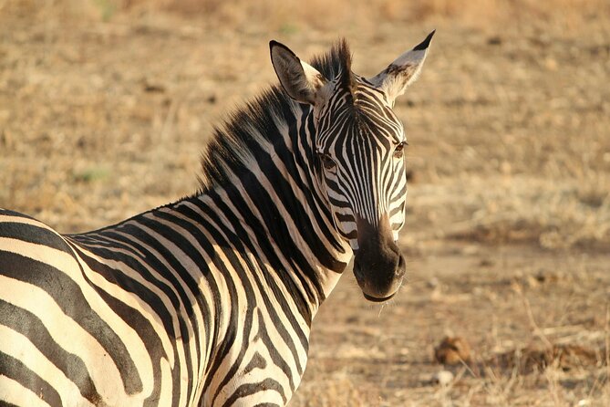 7-Day Magical Tanzania Safari -Premium High End Package - Ngorongoro Crater Full-Day Tour: The Volcano Bowl Experience