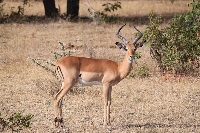 7-Day Magical Tanzania Safari -Premium High End Package - Price and Logistics: Is $10,250 Worth It?