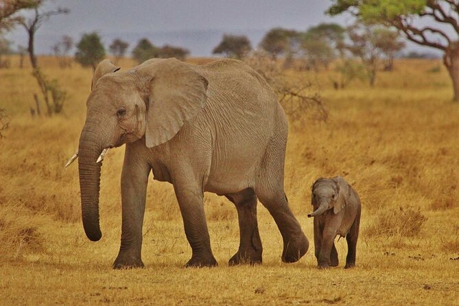 7-Day Magical Tanzania Safari -Premium High End Package - Day 1 in Arusha: Arrival That Doesn’t Feel Like a Vortex