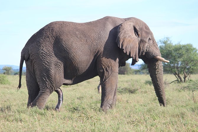 7-Day Premium Luxury Tanzania Safari All-Inclusive - Day 6 Ngorongoro Conservation Area: the crater descent and the animal density effect