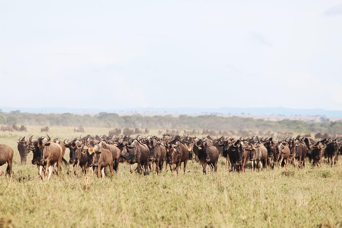 7-Day Premium Luxury Tanzania Safari All-Inclusive - Day 7 Karatu and the airport handoff: your final transfer is handled