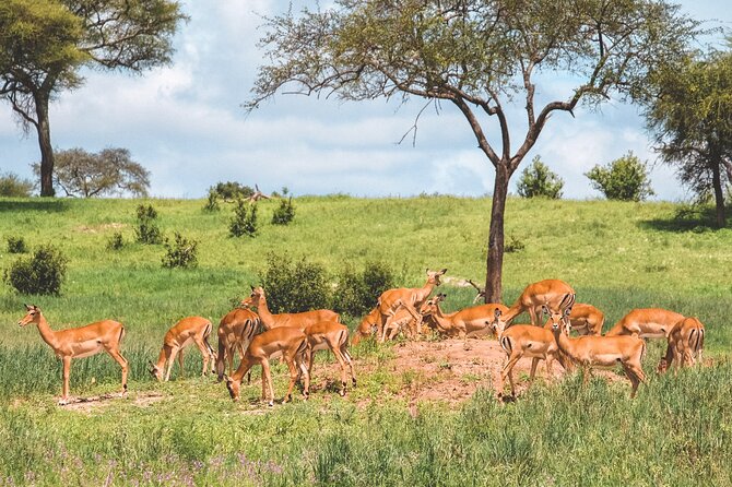 7-Day Tanzania Odyssey Safari- High End Tour - A Safari Built Around Survival, Not Scenic Bus Stops