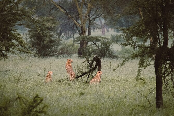 7-Day Tanzania Odyssey Safari- High End Tour - Tarangire National Park: Elephants, Baobabs, and the Tree-Climbing Lion Bonus