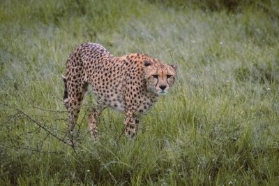 7-Day Tanzania Odyssey Safari- High End Tour - Day 1: Arusha Pickup and a Settling-In Night at Arusha Coffee Lodge