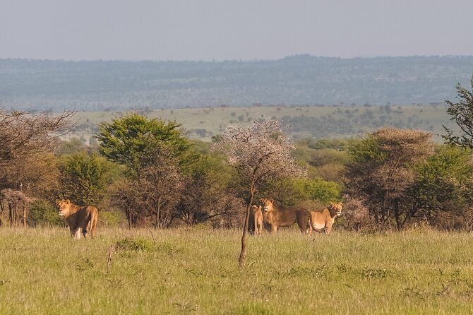 7-Day Tanzania Odyssey Safari- High End Tour - Central Serengeti: Game Drives and the Migration Story Window