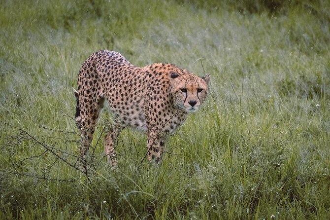 7-Day Tanzania Odyssey Safari- High End Tour - Day 1: Arusha Pickup and a Settling-In Night at Arusha Coffee Lodge