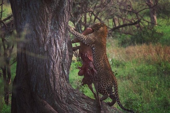 7 days great migration safari - Why this Great Migration safari feels less crowded