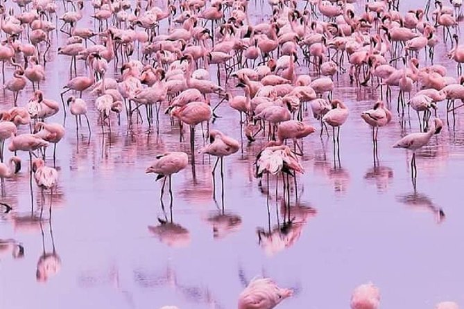 7 days great migration safari - Start in Arusha: pickup, timing, and how the day begins