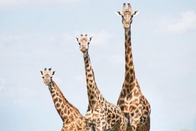 7 days great migration safari - Price and what $4,514 buys you in real terms