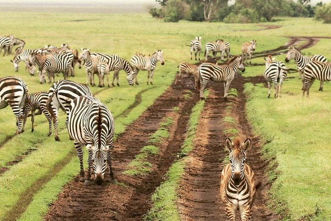 7 days great migration safari - Day 1 at Lake Natron: pink shores and a bush walk