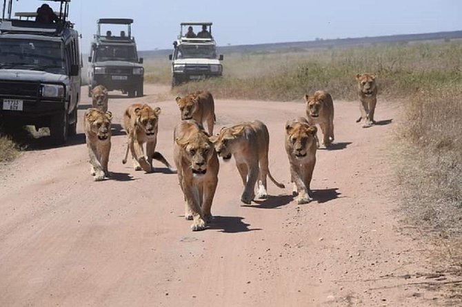 7 days great migration safari - Day 5 Ngorongoro Crater: rim views and Maasai alongside wildlife