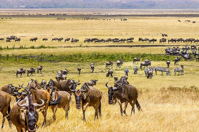7 days great migration safari - Day 6 Lake Eyasi and the crater-floor approach for Big Five chances