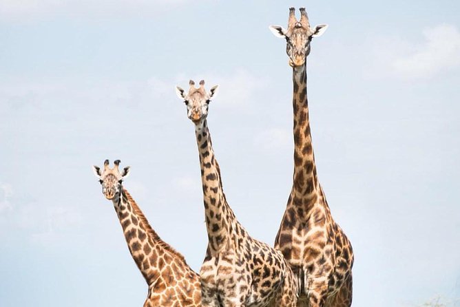 7 days great migration safari - Price and what $4,514 buys you in real terms