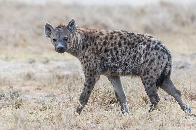 7-Days Kenya Safari Samburu, Aberdare, Lake Nakuru, & Maasai Mara - What this 7-day Kenya safari is really like