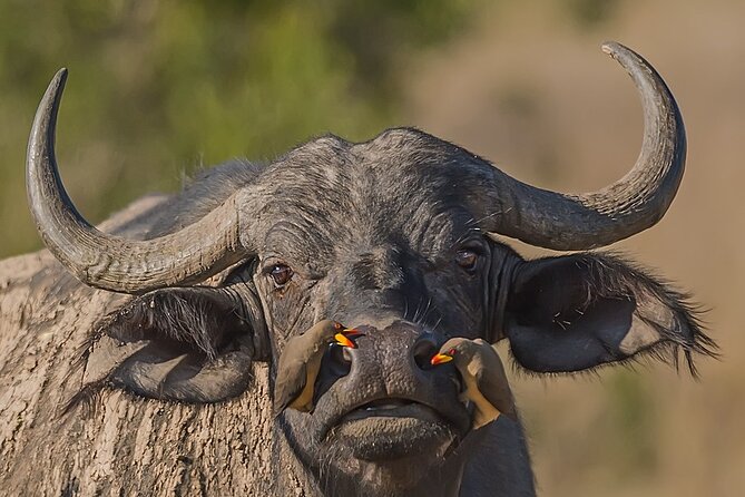 7-Days Kenya Safari Samburu, Aberdare, Lake Nakuru, & Maasai Mara - Private-group value at $4,990 per person