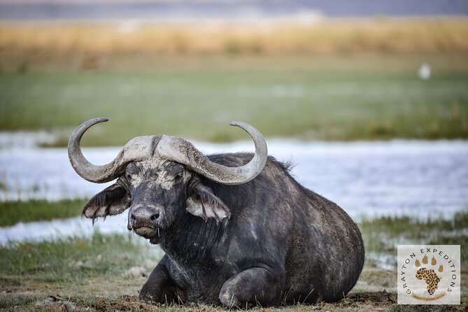 7 Days Masai Mara-Lk. Nakuru-Lk. Naivasha-Amboseli group Safari - Getting started in Nairobi: the pickup point and van reality