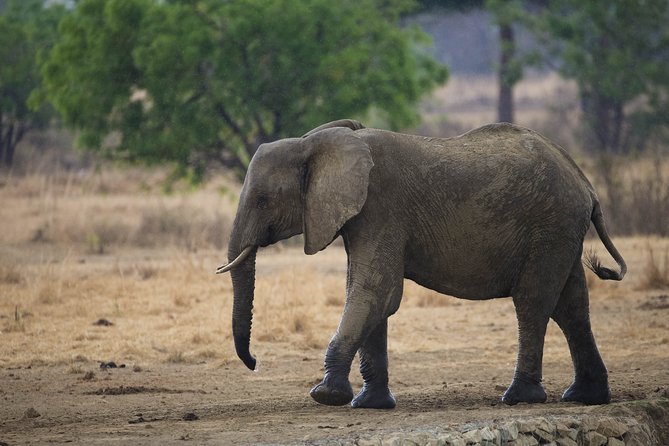 7 Days Safari. Serengeti, Tarangire, Lake Manyara & Ngorongoro Crater. - Central Serengeti Morning Hunts: Predators on Their Own Schedule