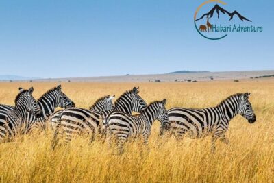 7 Days Safari. Serengeti, Tarangire, Lake Manyara & Ngorongoro Crater. - A Full Day of Serengeti: Why Extra Hours Beat Extra Stops
