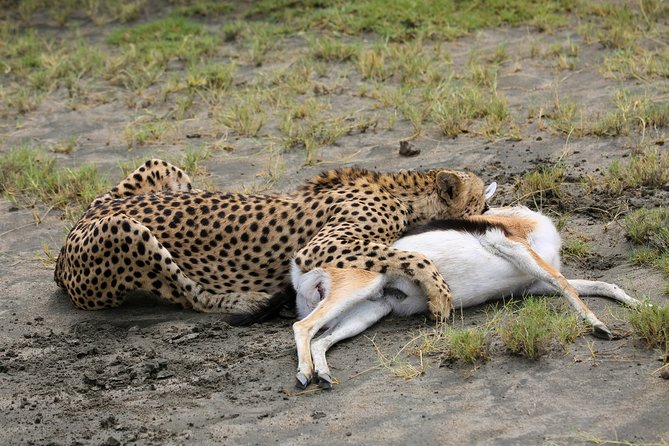 7 Days Safari. Serengeti, Tarangire, Lake Manyara & Ngorongoro Crater. - Ngorongoro Crater Descent: The 600m Walls and Rhino Possibility