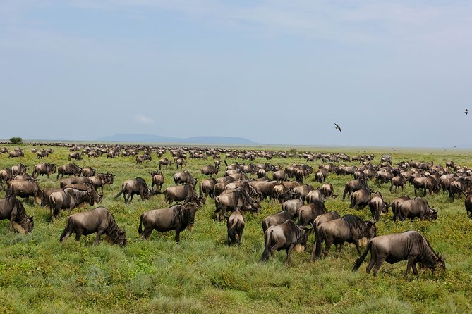 7 Days Safari. Serengeti, Tarangire, Lake Manyara & Ngorongoro Crater. - Lake Manyara Wrap-Up: Birds, Flamingos, and Tree-Climbing Lions