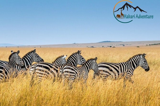 7 Days Safari. Serengeti, Tarangire, Lake Manyara & Ngorongoro Crater. - A Full Day of Serengeti: Why Extra Hours Beat Extra Stops
