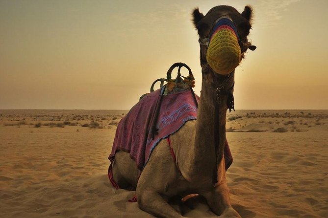 7-hour Small Group 4x4 Desert Safari Tour with Buffet Dinner in Dubai - Price and value: why this 7-hour safari can be a solid deal