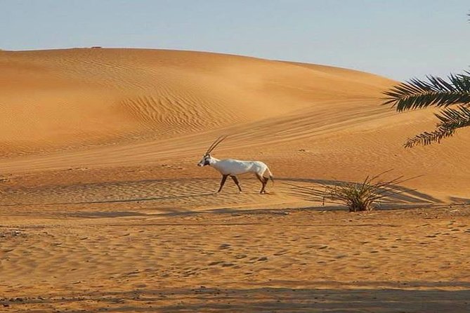 7-hour Small Group 4x4 Desert Safari Tour with Buffet Dinner in Dubai - Should you book RAH Tourism Dubai’s desert safari?