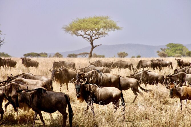 8-Day Essence of Tanzania Safari - Luxury - Price and what makes this Tanzania safari feel like value